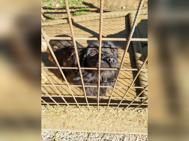 RAMONA freundlich, aufgeweckt sucht Ihre Abenteuer-Menschen !