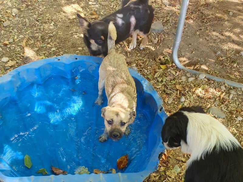 SMOKY sucht seine eigene Familie zum Spielen, Toben und Kuscheln ...