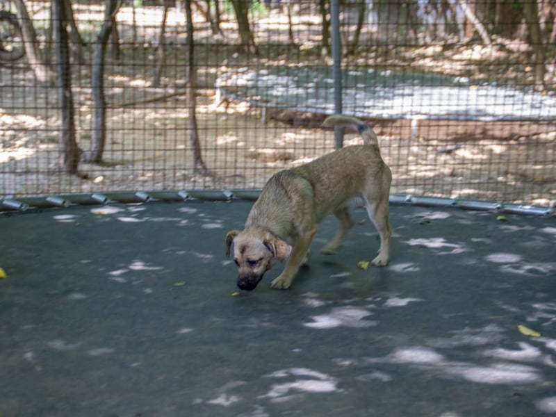 Fröhlicher SMOKY sucht Menschen zum Spielen und Toben!