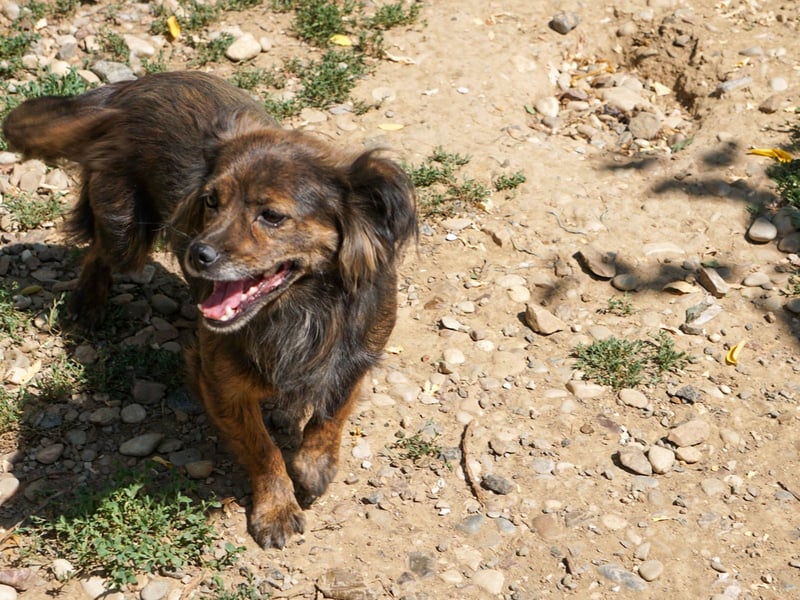 Kuckuck, wer schenkt Traumhündin EMILIJA ein liebevolles Zuhause?