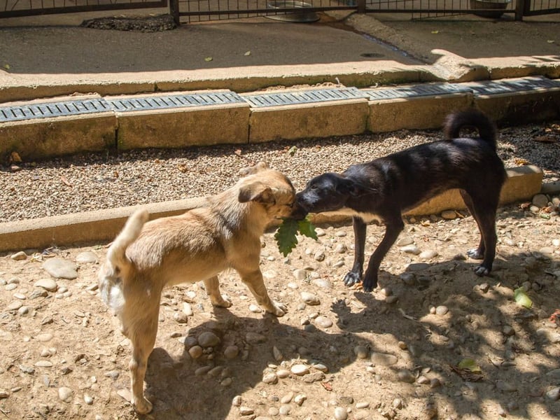 Fröhlicher SMOKY sucht Menschen zum Spielen und Toben!