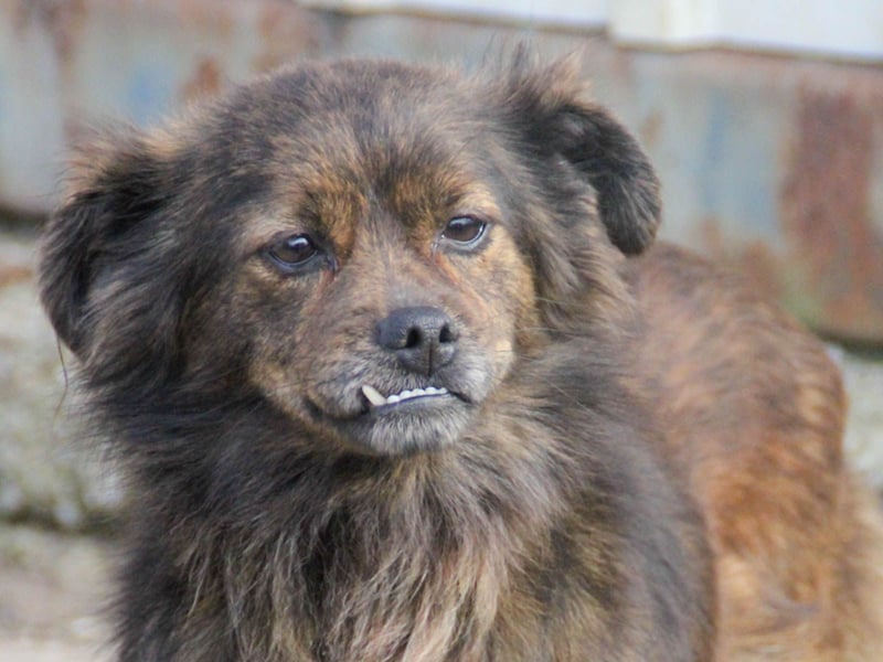 Kuckuck, wer schenkt Traumhündin EMILIJA ein liebevolles Zuhause? Kuckuck, wer schenkt Traumhündin EMILIJA ein liebevolles Zuhause?