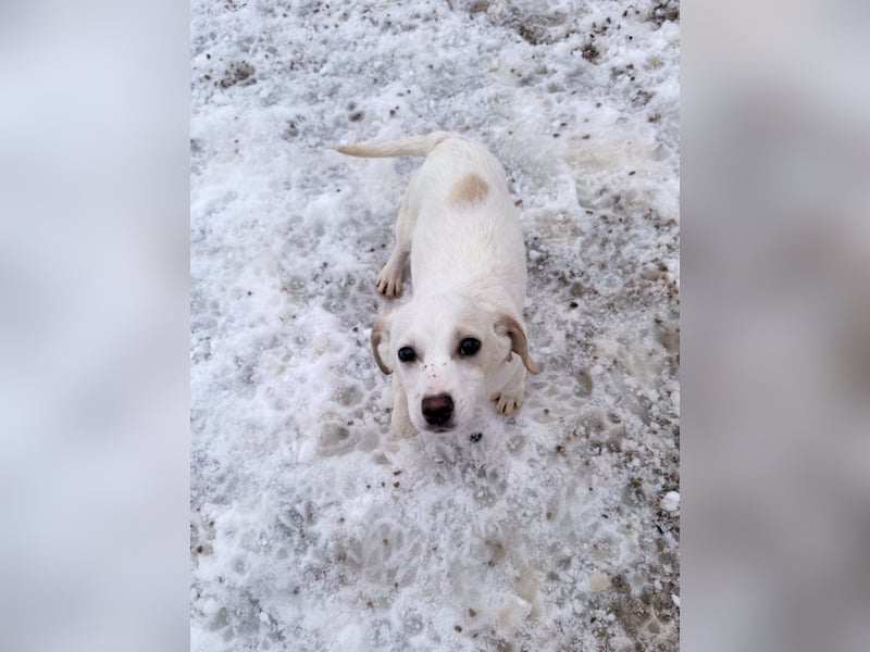 SKIPPER klein, frech, WUNDERBAR !