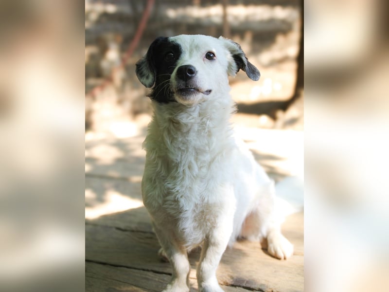 PUPIN, neugierig verspielt - bereit für viele Spiele- und Kuschelrunden