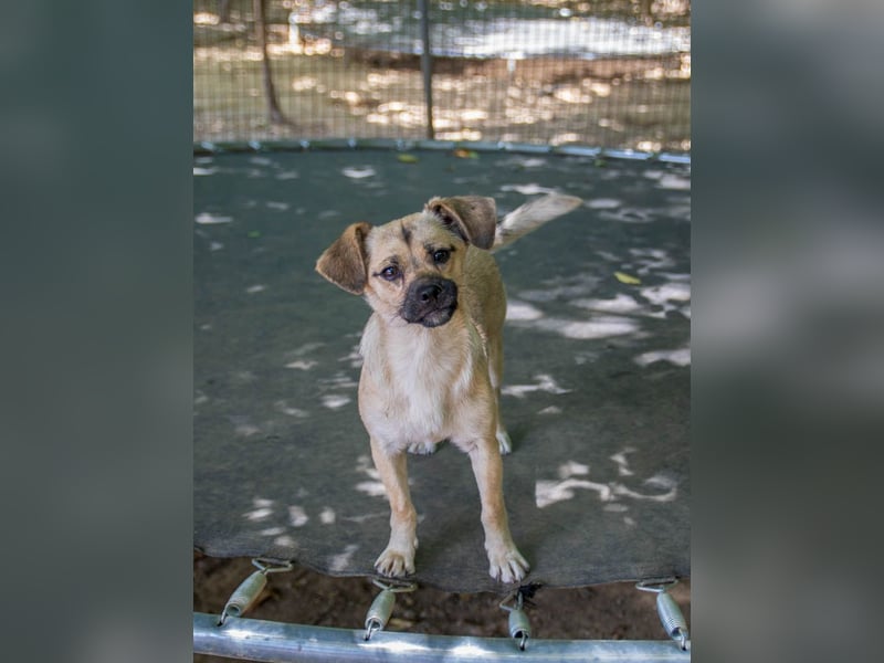SMOKY sucht seine eigene Familie zum Spielen, Toben und Kuscheln ...