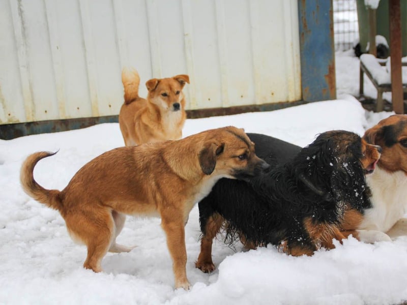 Herzensmensch gesucht - liebe MILLIE hofft den Jackpot Ausreise zu knacken