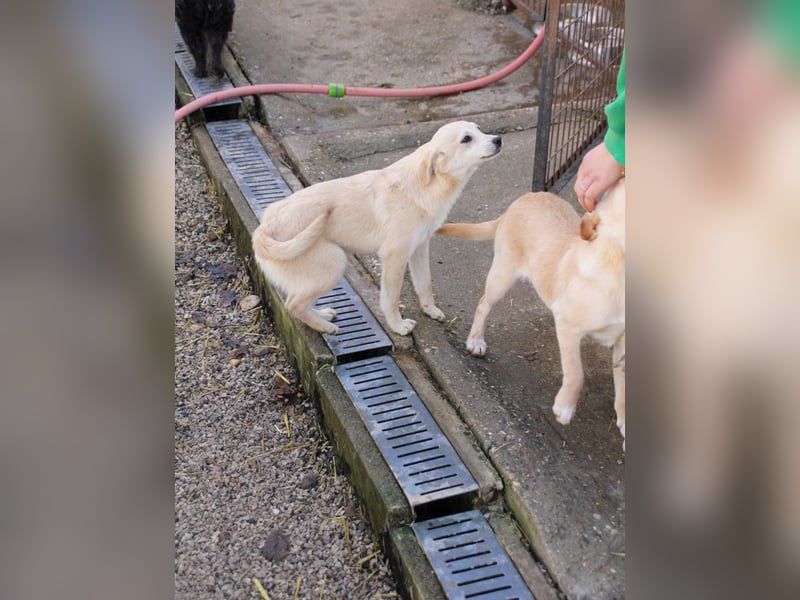 SUZUKI einzigartige Fellnase ;-)