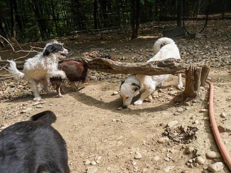 PUPIN, neugierig verspielt - bereit für viele Spiele- und Kuschelrunden