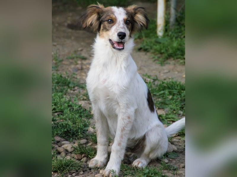 Zuckerschnute EMIL ist ein neugieriger und verspielter Hundebub Zuckerschnute EMIL ist ein neugieriger und verspielter Hundebub