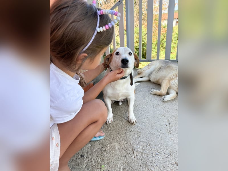 BEPI - Wer löst sein Ticket ins Glück und schenkt ihm ein liebevolles, ruhiges Zuhause