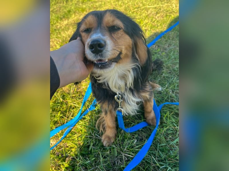 Bezaubernder zuckersüßer BOBISHA sucht sein Für-Immer-Zuhause