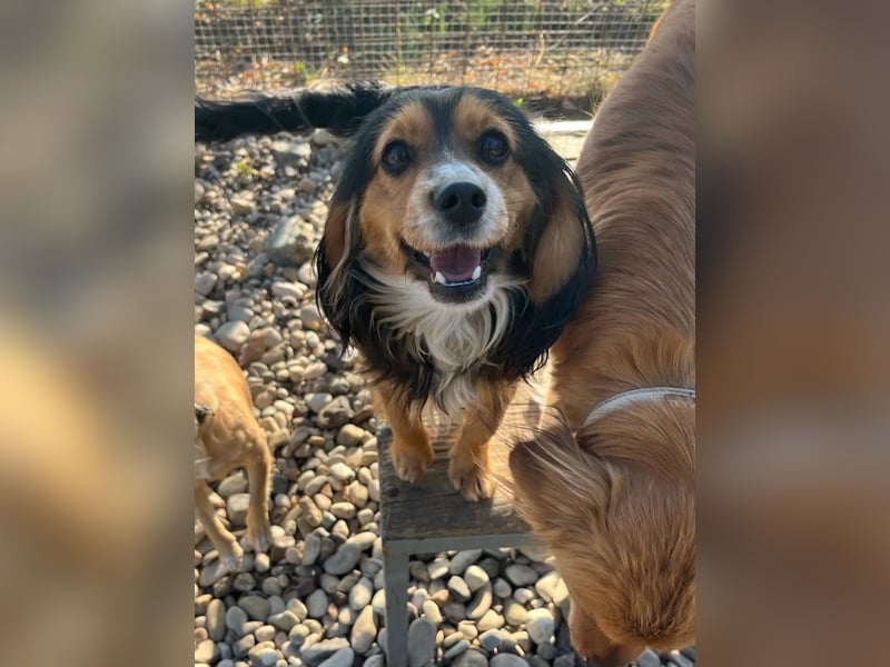 Bezaubernder zuckersüßer BOBISHA sucht sein Für-Immer-Zuhause