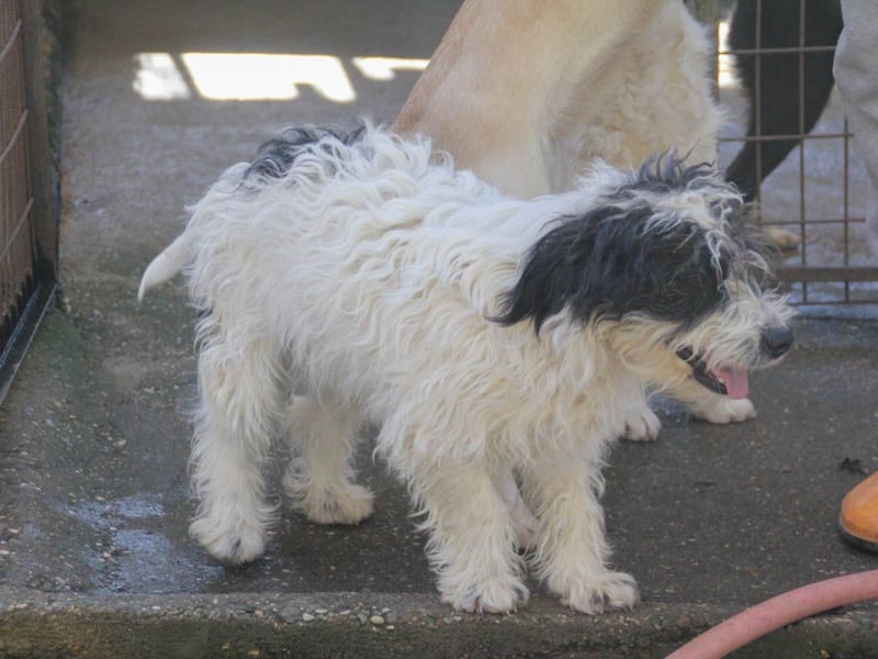 Traumprinz KELVIN ist ein fröhlicher und verspielter Hundebub
