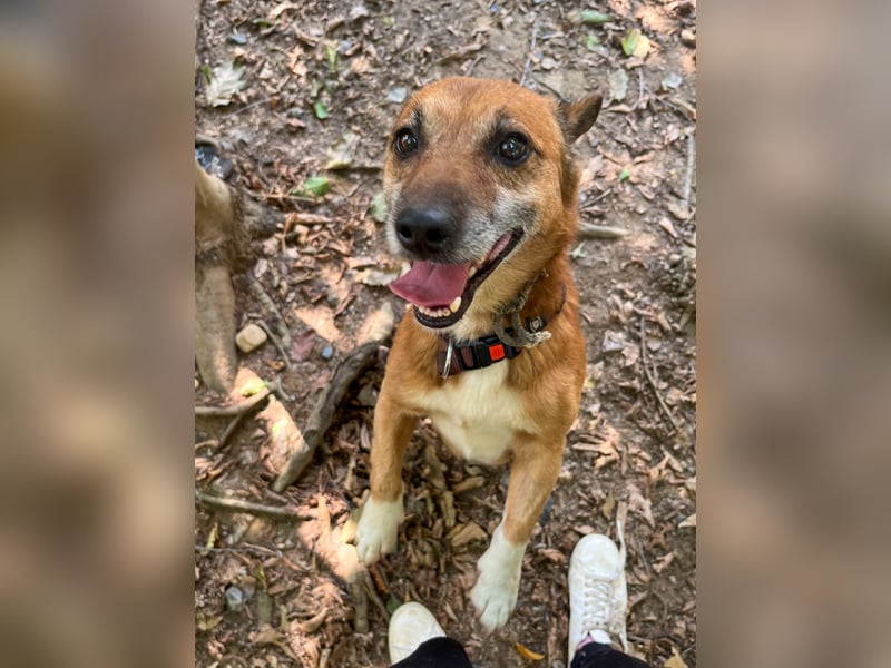 Kuckuck, zauberhafter AMON sucht liebevolle Familie Kuckuck, zauberhafter AMON sucht liebevolle Familie