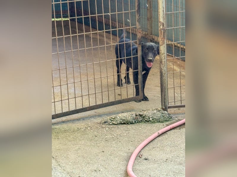 Wuseliger GRADY sucht ein Zuhause zum Großwerden! Vielleicht bei dir?