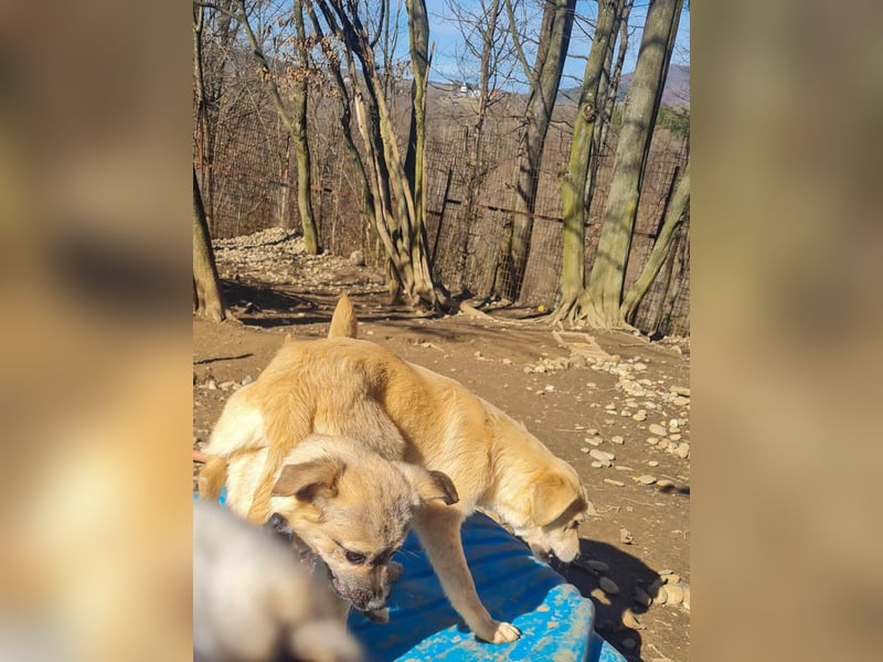 SMOKY kleine Schnauze - großes Herz zum Verlieben !