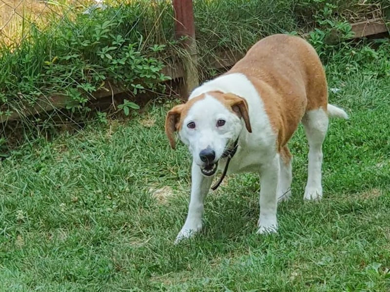 BEPI - Wer löst sein Ticket ins Glück und schenkt ihm ein liebevolles, ruhiges Zuhause BEPI - Wer löst sein Ticket ins Glück und schenkt ihm ein liebevolles, ruhiges Zuhause