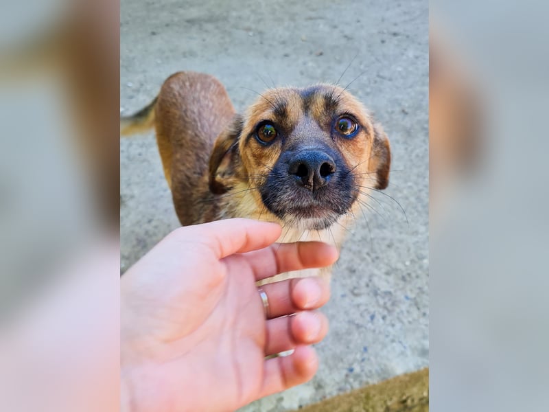 Mäuschen MILLIE sucht ihre Für-Immer-Familie