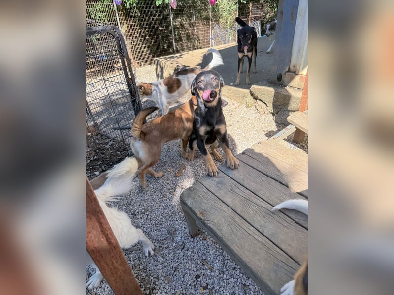 niedliche SMILLA - sucht ihren Herzensmensch niedliche SMILLA - sucht ihren Herzensmensch