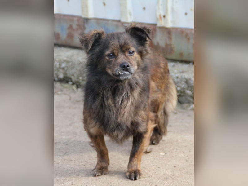 Kuckuck, wer schenkt Traumhündin EMILIJA ein liebevolles Zuhause?