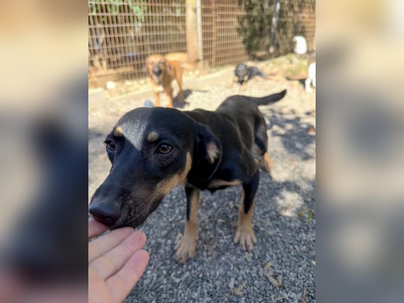 niedliche SMILLA - sucht ihren Herzensmensch niedliche SMILLA - sucht ihren Herzensmensch