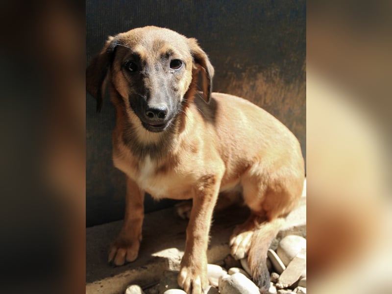 Schlaue ALMA sucht ein für immer Zuhause