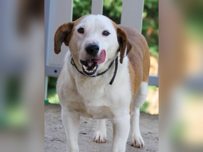 BEPI - Wer löst sein Ticket ins Glück und schenkt ihm ein liebevolles, ruhiges Zuhause BEPI - Wer löst sein Ticket ins Glück und schenkt ihm ein liebevolles, ruhiges Zuhause