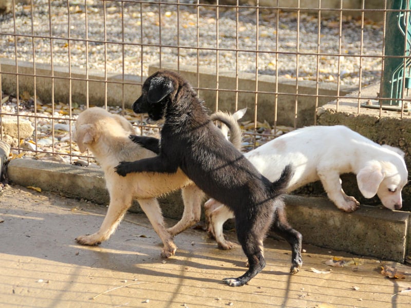 SUSHI - Knopfaugen zum Verlieben !!!
