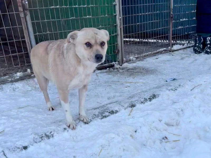 Verspielte und verschmuste INESSA - Traumhündin mit dem Potential zum Herzenshund