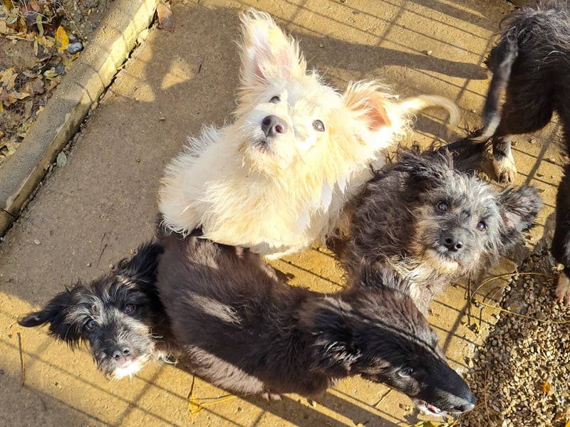 Zuckersüßer Hundebub KASPAR sucht liebevolles Zuhause