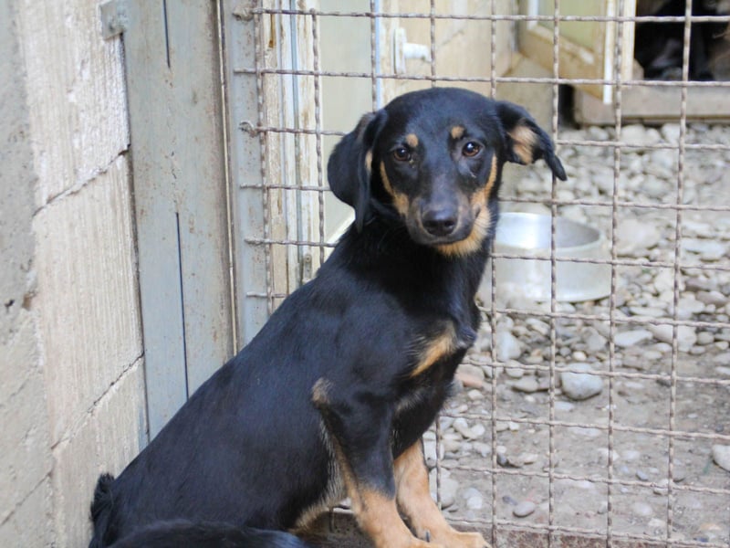 niedliche SMILLA - sucht ihren Herzensmensch niedliche SMILLA - sucht ihren Herzensmensch