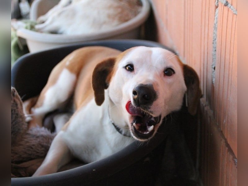 BEPI - Wer löst sein Ticket ins Glück und schenkt ihm ein liebevolles, ruhiges Zuhause