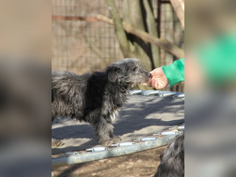 Freundlicher KAIRO möchte die Welt entdecken