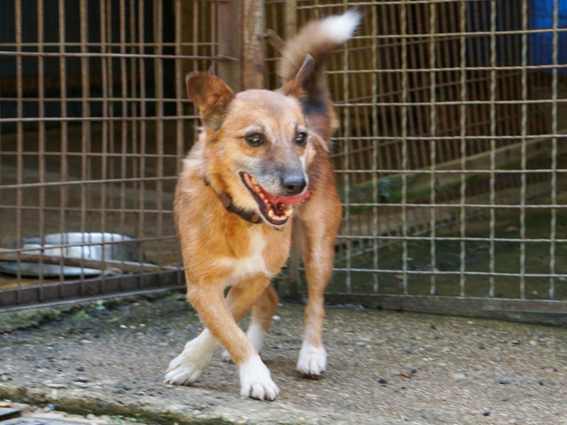 Kuckuck, zauberhafter AMON sucht liebevolle Familie Kuckuck, zauberhafter AMON sucht liebevolle Familie