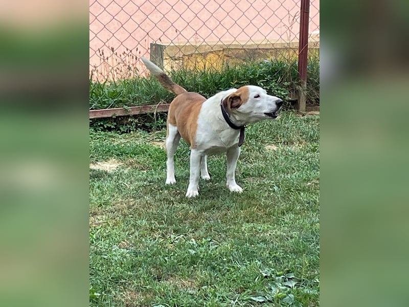 BEPI - Wer löst sein Ticket ins Glück und schenkt ihm ein liebevolles, ruhiges Zuhause