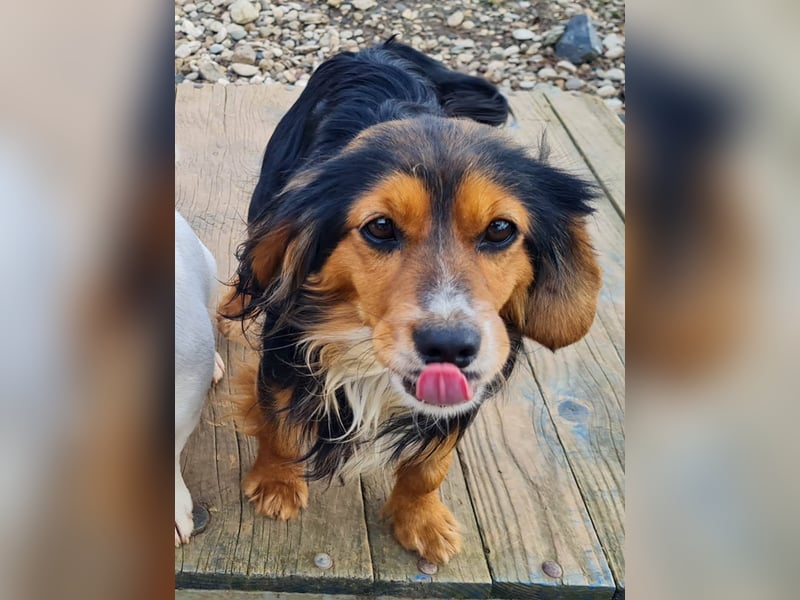 Bezaubernder zuckersüßer BOBISHA sucht sein Für-Immer-Zuhause