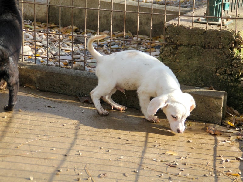 SKIPPER klein, frech, WUNDERBAR !