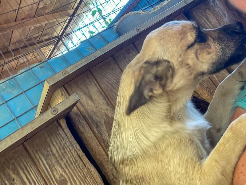 SMOKY sucht seine eigene Familie zum Spielen, Toben und Kuscheln ...