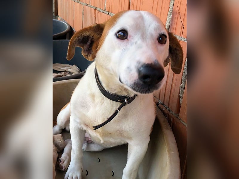 BEPI - Wer löst sein Ticket ins Glück und schenkt ihm ein liebevolles, ruhiges Zuhause BEPI - Wer löst sein Ticket ins Glück und schenkt ihm ein liebevolles, ruhiges Zuhause