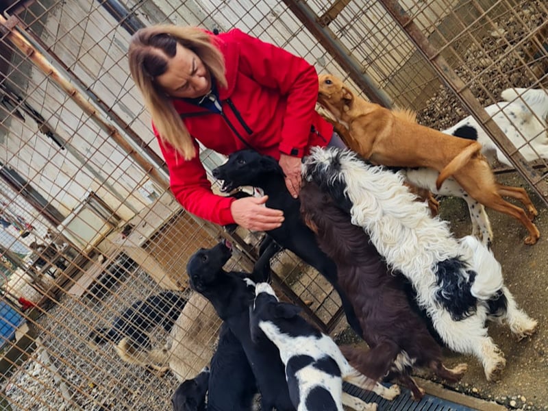 Süßer KELVIN - wer löst sein Ticket ins Glück?