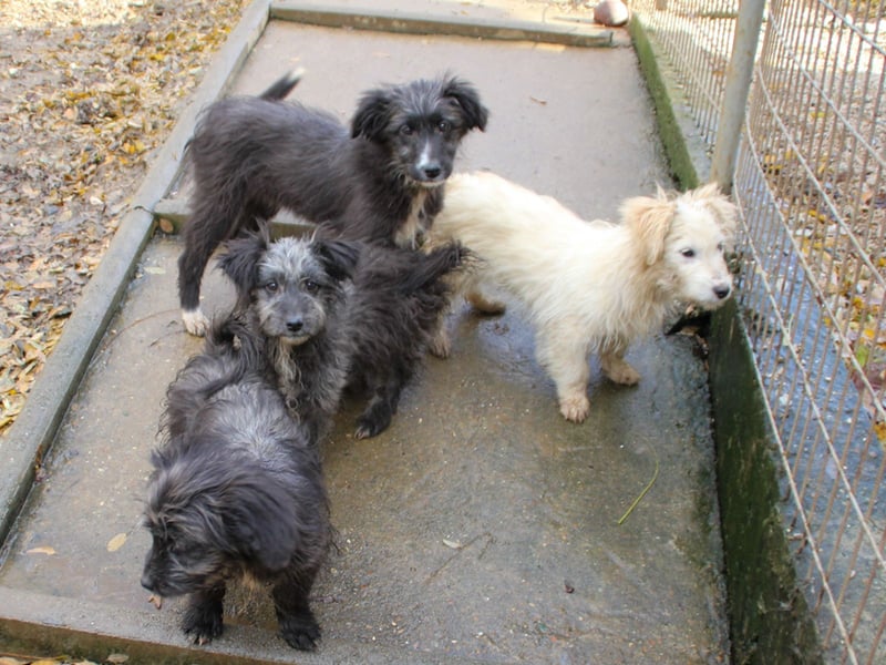 Zuckersüßer Hundebub KASPAR sucht liebevolles Zuhause