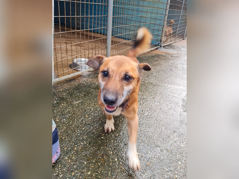 Kuckuck, zauberhafter AMON sucht liebevolle Familie Kuckuck, zauberhafter AMON sucht liebevolle Familie