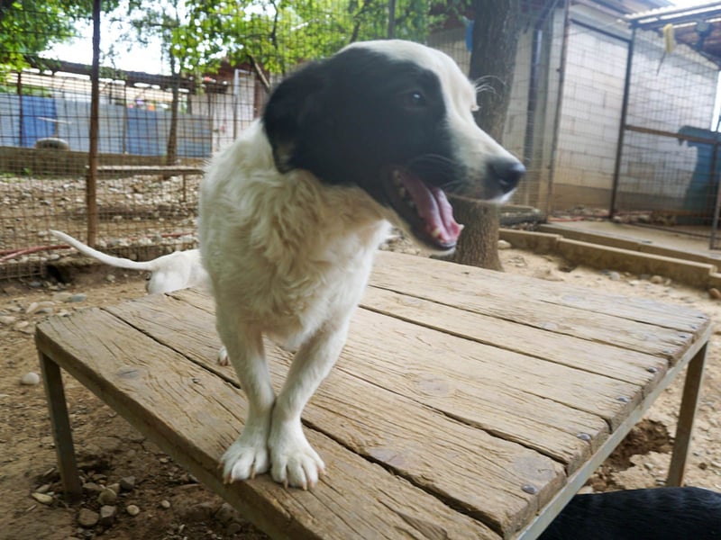 PUPIN, neugierig verspielt - bereit für viele Spiele- und Kuschelrunden
