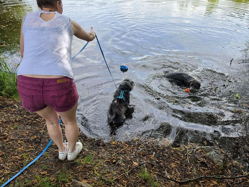Verspielter Hunde-Opi BUDDY kann in 29413 Dähre kennengelernt werden