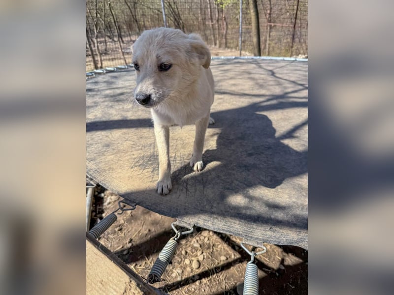 SUZUKI einzigartige Fellnase ;-)