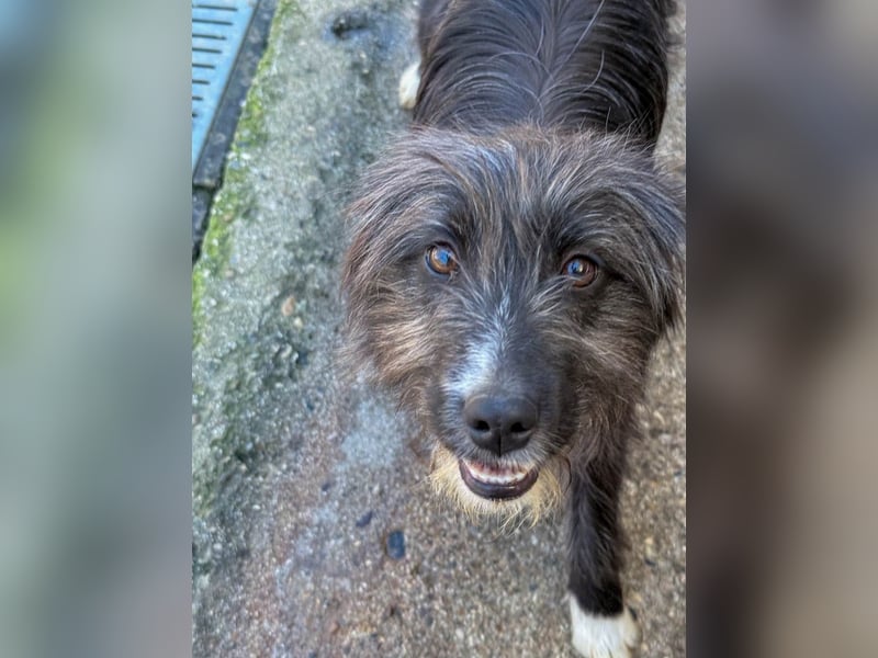 Kuscheln und Spielen im eigenen Zuhause, davon träumt die liebe KALINA