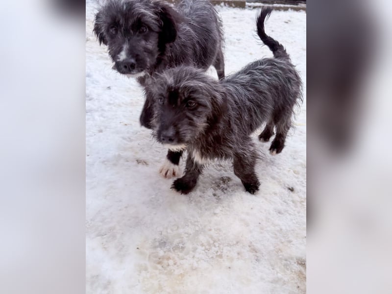 Freundlicher KAIRO möchte die Welt entdecken