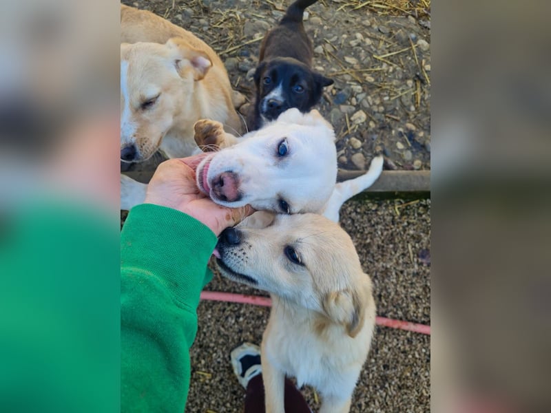 SKIPPER klein, frech, WUNDERBAR !