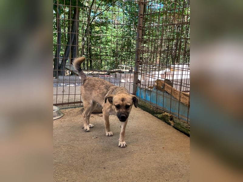 Fröhlicher SMOKY sucht Menschen zum Spielen und Toben!