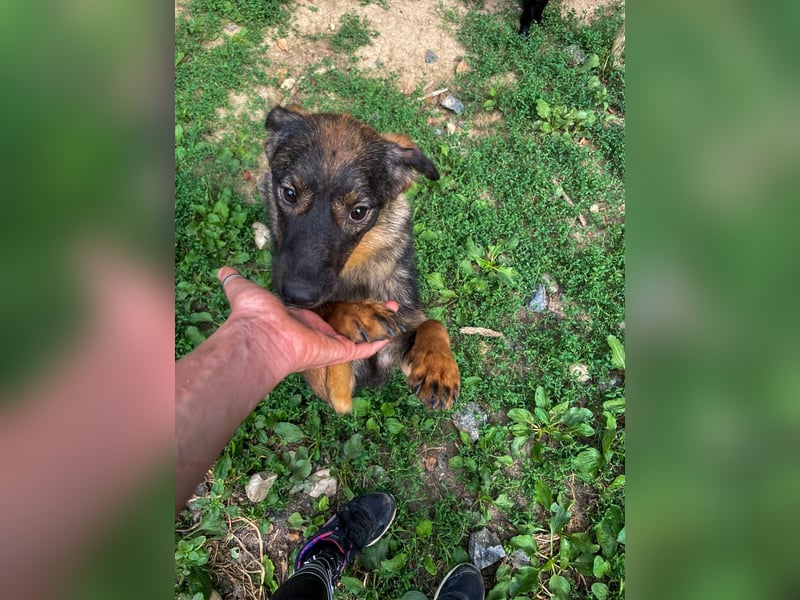 supersüße WELLA sucht nach DIR